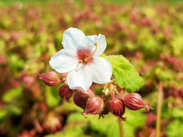 Geranium macrorrhizum "Spessart"- (Balkan-Storchschnabel "Spessart"),